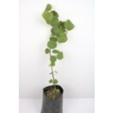 Erguvan Fidanı 20-30 cm 2 Adet Tüplü Erguvan Ağacı Fidanı Erguvan Çiçeği Fidanı Erguvan Fide Ağaç