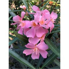 2 Adet Zakkum Fidanı Pembe 8'lik Saksı