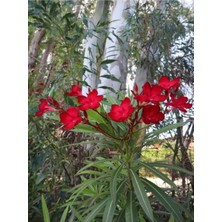 Videolu Kırmızı Bodur Zakkum (40 60 Cm)1 Adet Saksılı Çiçekli Dış Mekan Bitkisi Nerium Oleander