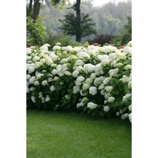 Çınar Yapraklı Beyaz Kartopu Çiçeği 80-100 cm