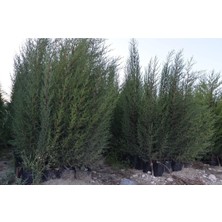 2 Adet Tüplü Kara Selvi Fidanı 80-110 cm