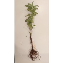 Açık Kök Adaçayı Fidesi Fidanı