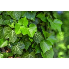 Duvar Sarmaşığı ( Hedera Helix ) 40-80CM Kaya Sarmaşığı Fidanı Tüplü