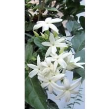 Arap Yasemin Fidanı Yoğun Kokulu