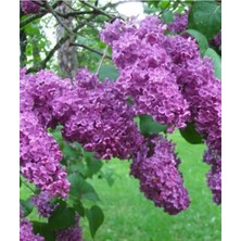 Leylak Fidanı Saksıda