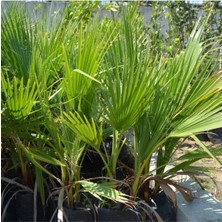 Tüplü Bodur Palmiye Fidanı 2 Yaş 70-90CM Boy