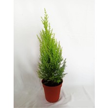 2 Adet Limon Selvi Kokulu 40-60CM