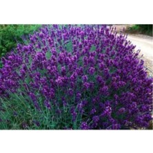 Lavanta Fidanı ( Kokulu ) ( Tüplü Veya Saksılı )Lavanta Fidanı (