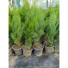 Çit Mazı Pramit Mazı 40-70 cm