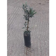 Gemlik Sofralık Zeytin Fidanı