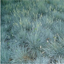 Mavi Çim Festuca Glauca ( Saksılı )
