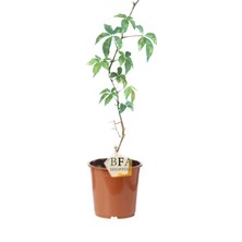 Saksılı Amerikan Sarmaşığı Fidanı, Çit Sarmaşık 60-80 cm