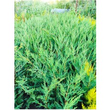 Leylandi Fidanı 40-60 cm