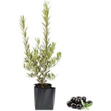 Biberiye Fidesi Saksılı