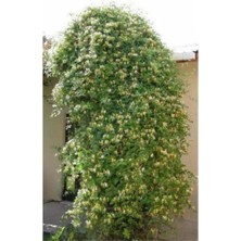 Hanımeli ( Kokulu Sarmaşık ) Fidanı ( Tüplü ) Fidan Boyu 60-100 cm