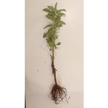 5 Adet Açık Kök Adaçayı Fidesi Fidanı