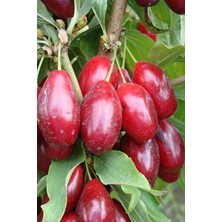 Kızılcık Fidanı Tüplü 60 cm (Çelik)