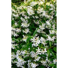 Arap Yasemini, Kokulu Sarmaşık Yasemin  Fidesi 10 Adet