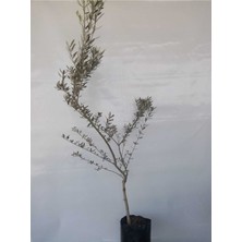 Gemlik Trilye Zeytin Fidanı