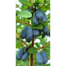 Bal Yemişi Fidanı Lonicera Caerulea Honeyberry,