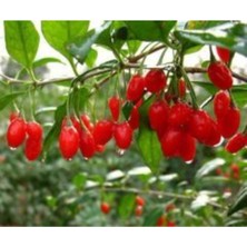 2 Adet Goji Berry Fidanı ( Damaye ) Tombul Meyve Tüplü 1 Yaş 12 Ay Dikebilirsiniz....