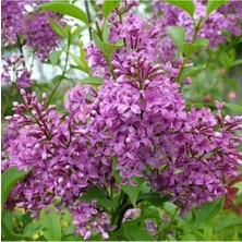 Leylak Ağacı Fidanı 3 Adet