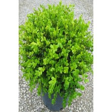 Tüplü Şimşir (Buxus Sempervirens) Fidanı