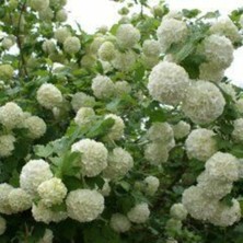 Kartopu Fidanı 30-40 cm Boy