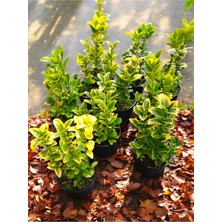 10 Adet Gold Taflan Fidanı Altuni Alacalı Taflan Bitkisi 20-30 cm