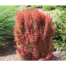Roket Berberis Fidanı 20CM-40CM