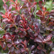 Berberis Hanım Tuzluğu Fidanı 40CM-60CM