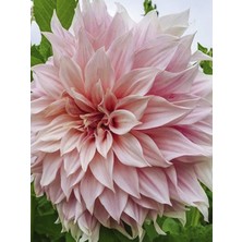 Büyük Çiçekli Yıldız Çiçeği Yumrusu Karışık 5 Adet