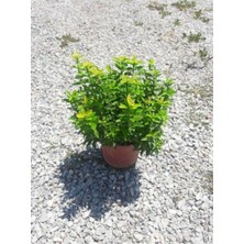 Yeşil Çıtır Taflan Çiçeği Fidanı 20CM-40CM