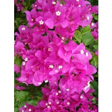 Beyaz Uçları Pembe Begonvil Sarmaşığı Çiçeği Fidanı 150CM-200CM