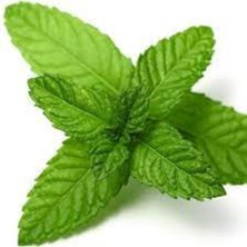 Iri Nane Fidesi 5CM-15CM 10 Adet