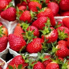 Yalova Çilek Fidesi 30 Adet