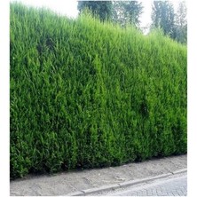 Leylandi Çam Ağacı Fidanı 200CM-250CM
