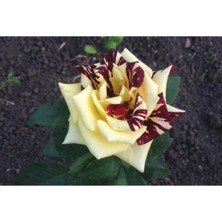 Sihirbaz Gülü 5 60CM-80CM