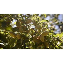 Garrigues Badem Fidanı 5 Yaş 150-200 cm