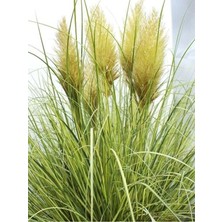 Alacalı Yapraklı Saz Püskülü Pampaz Otu 40CM-60CM