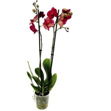 Beyaz Kırmızılı Çift Dal Orkide 80 cm
