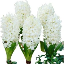 Beyaz Sümbül Fidanı 5CM-15CM