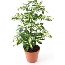 Alacalı Şeflera Çiçeği Fidanı 40CM-60CM