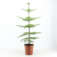 Arokarya Salon Çamı Fidanı 20CM-40CM