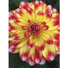Sarı Kırmızı Dahlia Fidanı 20 cm 40 cm