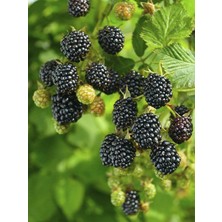 Dikensiz Böğürtlen Rubus Fidanı 80 cm 100 cm