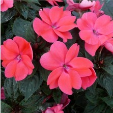 Turuncu Cam Güzeli Fidanı 20CM-40CM