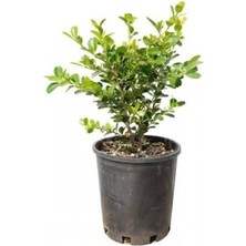 Hızlı Büyüyen Şimşir Fidanı 40CM-60CM