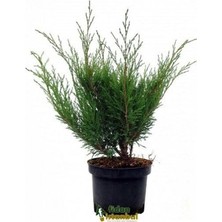 Sabin Ardınç Çiçeği Fidanı 20CM-40CM