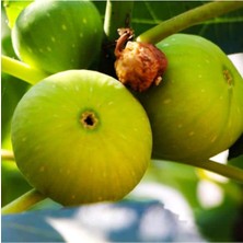 Beydağ Erkek Incir Fidanı 2 Yaşında 40 cm 60 cm